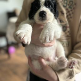 Bernedoodle Puppies from Pippy’s Doodle Pups