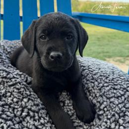 Teal Girl - Black female Labrador Retriever puppy in Colorado from Albrecht Farms Labrador Retrievers