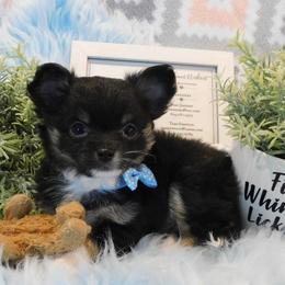 Chihuahua Puppies from Fine Whines & Lickers