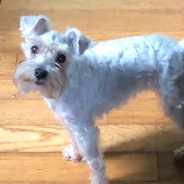 Sugar - Miniature Schnauzer