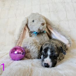 Isabella - Fawn brindle Whippet puppy in Fowlerville, Michigan from Bloom's County Kennel