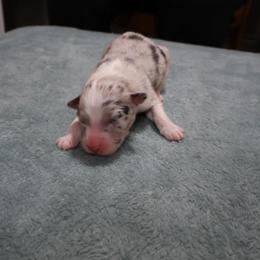 Link - Blue merle male Australian Shepherd puppy in Woodinville, Washington from Cornerstone Australian Shepherds