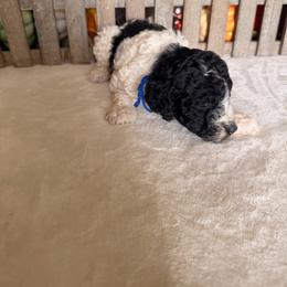 The wizard - Parti male Poodle puppy in Luana, Iowa from Country View Bernedoodles and Goldendoodles