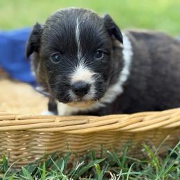 Black collar - Brindle and white male American Corgi puppy in Nashville, Arkansas from Whisenhunt Farms