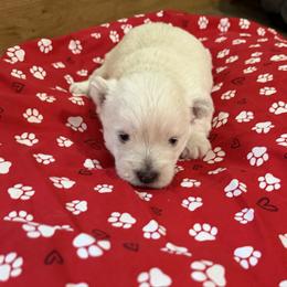 Boy 1 - White male West Highland White Terrier puppy in Scurry, Texas from Davis Westies
