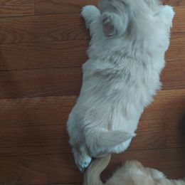 Shih Tzu Puppies from N.F.S.T Imperial ShihTzu Puppies.