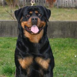 Slavka  - Rottweiler