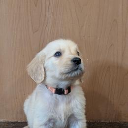 Nerds - Golden male Golden Retriever puppy in Lakeside, Arizona from Tall Pines Goldens