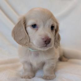 Winter - Cream female Dachshund puppy in San Diego, California from Sweetheart Doxies LLC