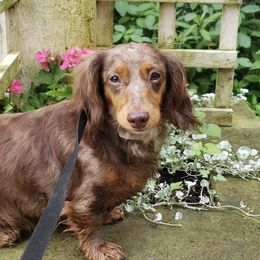 Dachshunds from Avoiding Fading Puppy