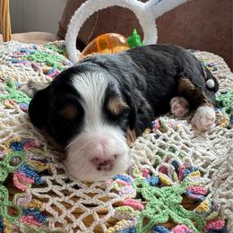 Master Gregory - Tri-color male Bernedoodle puppy in Forsyth, Illinois from Birdies Mini Bernedoodles