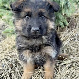 Winston - Black and red male German Shepherd puppy in Fielding, Utah from Legacy Shepherds
