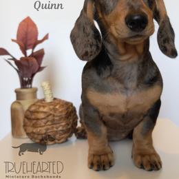 Quinn - Dapple female Dachshund puppy in Royse City, Texas from Truehearted Miniature Dachshunds