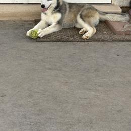 Aphrodite - Gray and white female Siberian Husky puppy in El Poso, Texas from Oasis Kennels