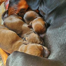 Potato - Red male Dachshund puppy in Tucson, Arizona from Luna May's daschunds