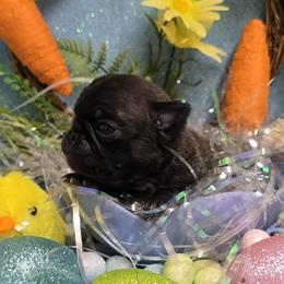 Silver Lady - Silver female Pug puppy in Tulsa, Oklahoma from Locust Creek Pugs