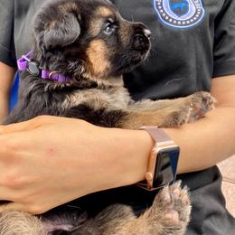 German Shepherd Puppies from Broward Shepherds