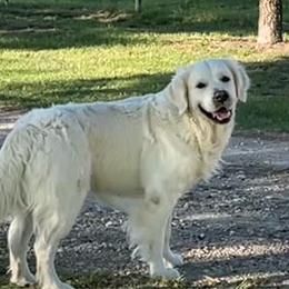 Bear - Golden Retriever