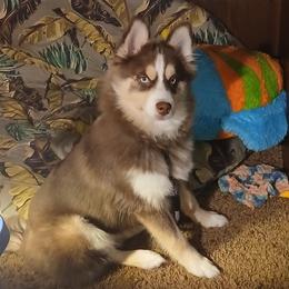Romeo - Pomsky