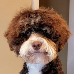 Forest - Bernedoodle