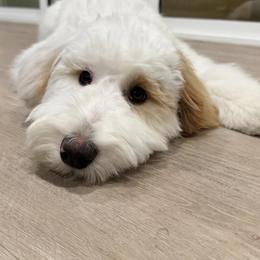 Bernedoodle, Goldendoodle, and Sheepadoodle Puppies from High Desert Doodles