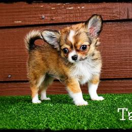 Taco - Black sabled fawn male Chihuahua puppy in Demorest, Georgia from Sourpatch Chihuahuas