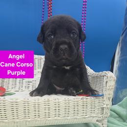 Cane Corso Puppies from God Of War Cane Corso