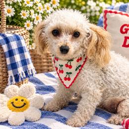 Star - Poodle