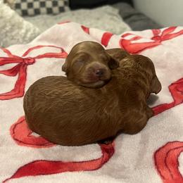 Girl - Red  female Goldendoodle puppy in Shingle Springs, California from Creamy Retrievers