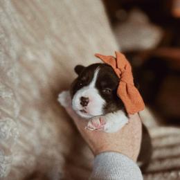 Winnie - Black and tan female Pembroke Welsh Corgi puppy in La Porte City, Iowa from Cedar River Corgis