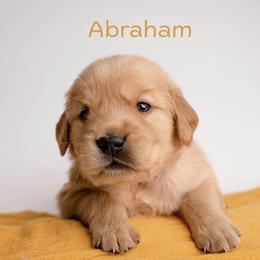 Abe - Dark golden male Golden Retriever puppy in Buhl, Idaho from Atkinson's Goldens