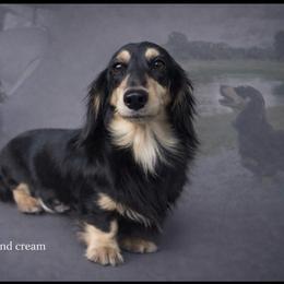 Vera - Dachshund