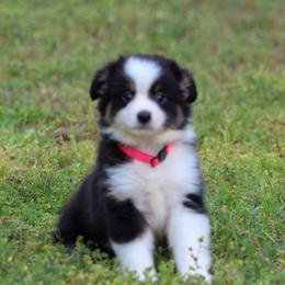 Lily - Black tri female Toy Australian Shepherd puppy in Bauxite, Arkansas from J and B Mini Aussies