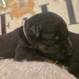 Remy Rex Caelorum Elite Von Haus (Grey Collar) - Black and red male German Shepherd puppy in Grants Pass, Oregon from Elite Von Haus German Shepherds