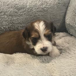 LARRY - Red male Havanese puppy in Double Oak, Texas from Have A Havanese Puppy