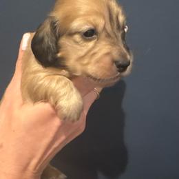 Girl 1 - Cream female Dachshund puppy in Midlothian, Virginia from RVA Dachshunds