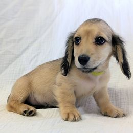 MCLAREN - Cream male Dachshund puppy in Moscow, Idaho from Bailiwick of Gurnsey