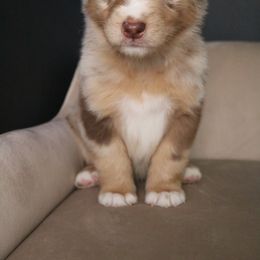 Australian Shepherd Puppies from Kiki's Aussies