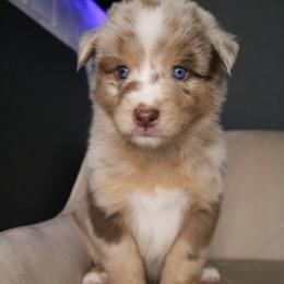 Australian Shepherd Puppies from Kiki's Aussies