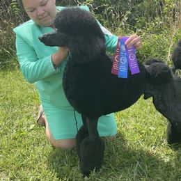Poodles from Altalune Poodles