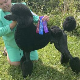Poodles from Altalune Poodles