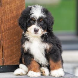Guido - Tri-color male Bernedoodle puppy in Dundee, Ohio from Down Home Doodle