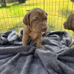 Vizsla Puppies from April Wolf