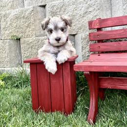 Miniature Schnauzer Puppies from Schnauzers on Robinson Lane