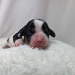 Tri girl 1st pick - Tri-color female Cavalier King Charles Spaniel puppy in Seymour, Missouri from Painted Blessing's AKC Cavaliers LLC