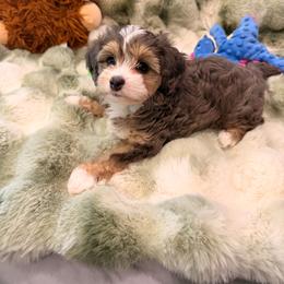 Maggie - Blue merle female Aussiedoodle puppy in Covington, Georgia from All Dogs go to Heaven