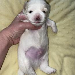 Snickers - White male Lhasa Apso puppy in Kettering, Ohio from The Ruff Life Tribe