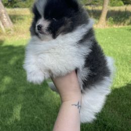 Pomeranian Puppies from Kerrie’s Pomeranian