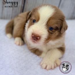 Shaggy - Red merle male Miniature Australian Shepherd puppy in York, Pennsylvania from Dusty Spring Australian Shepherds, LLC