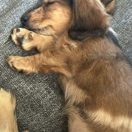 Dachshund Puppies from Steamboat Sausage Squad